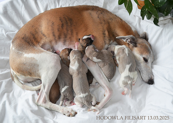 Hodowla Filisart - Nowy miot 2025